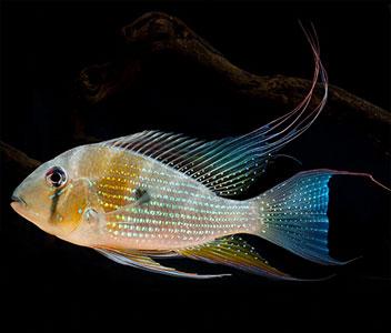 Acarichthys heckelii - Regular Threadfin