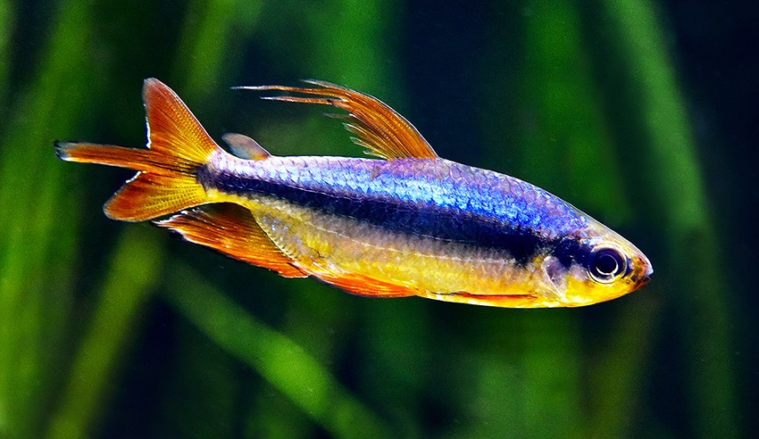 Alestopetersius brichardi - Red Congo Tetra