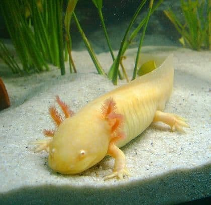 Ambystoma mexicanum (Axolotl) - Golden Albino
