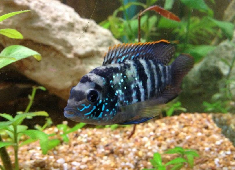 Aequidens pulcher (Andinoacara) - True Blue Acara