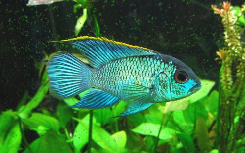 Aequidens pulcher (Andinoacara) - Electric Blue Acara