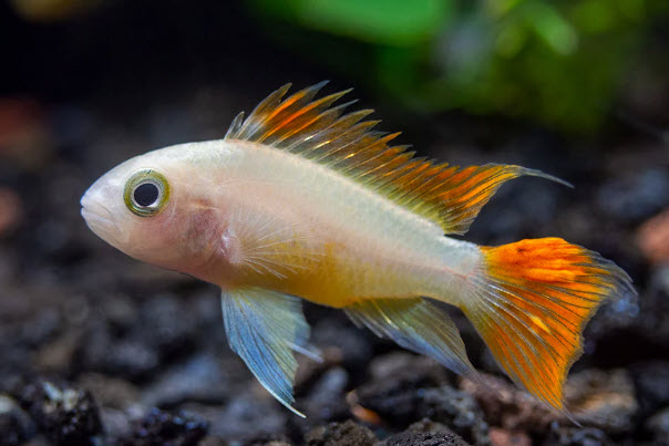 Apistogramma cacatuoides var. - Albinos