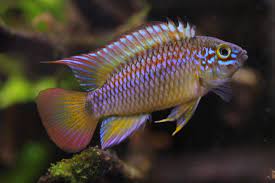 Apistogramma cf. ortegai - Papagayo