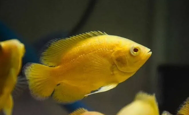 Astronotus ocellatus sp. Lemon - Yellow Lemon Oscar
