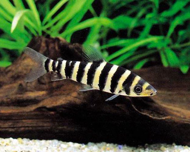 Leporinus fasciatus - Black Banded Leporinus