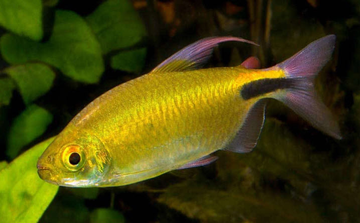 Brycinus longipinnis - Longfin African Tetra