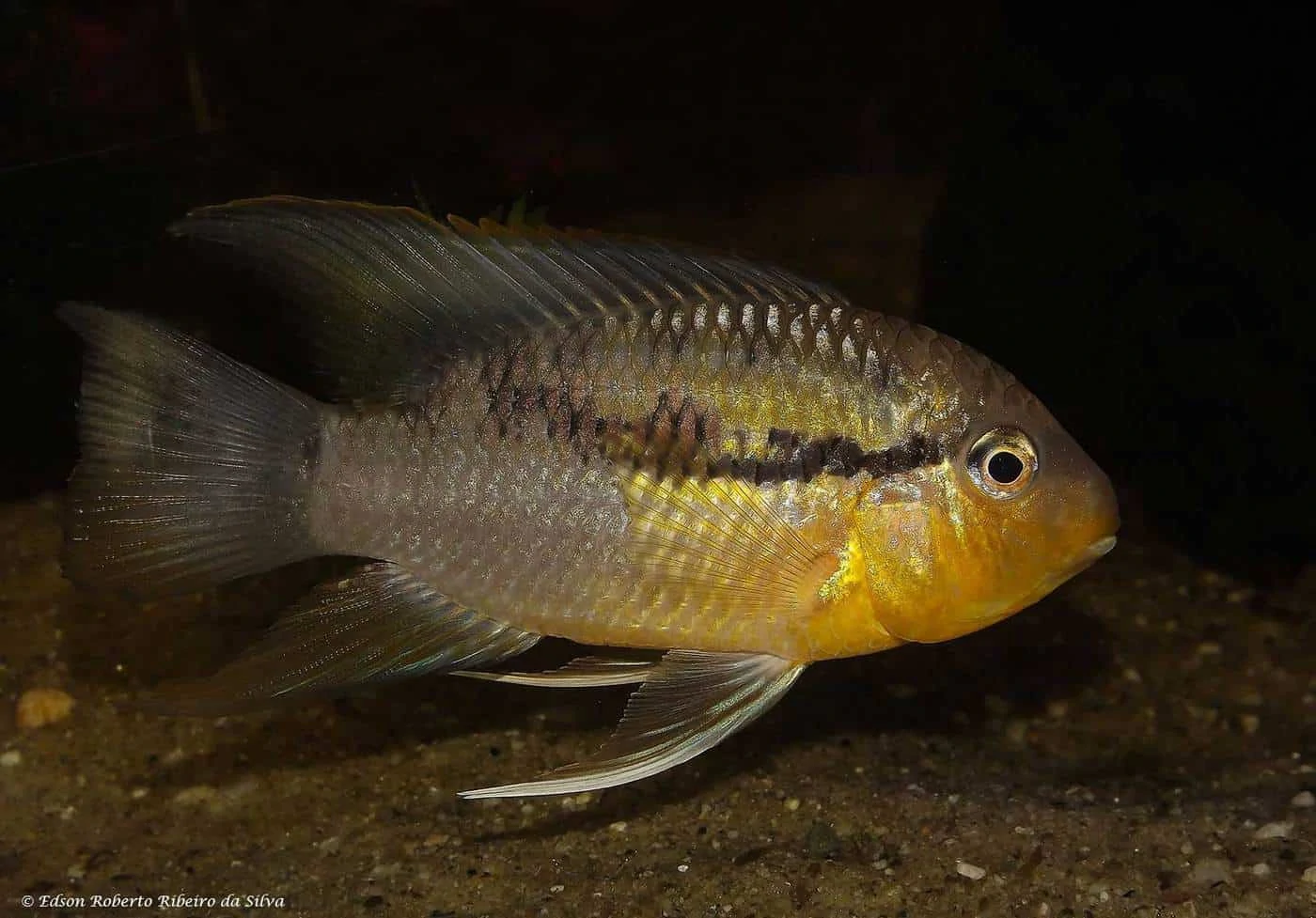 Bujurquina vittata - Banded Acara