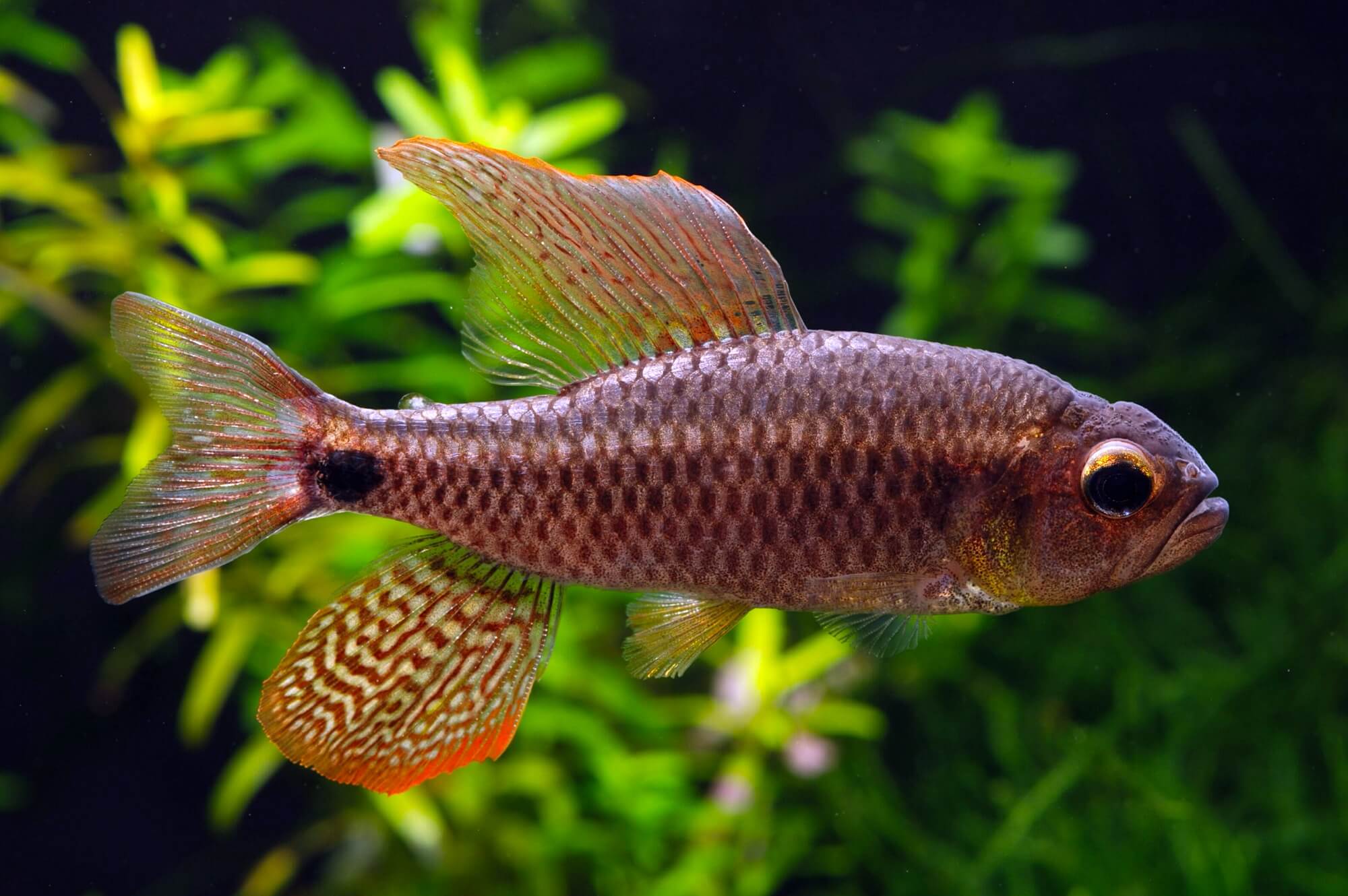 Crenuchus spilurus - Sailfin Tetra