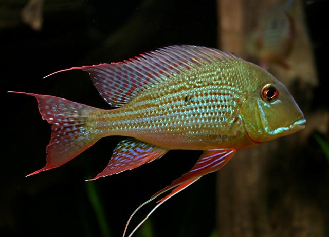 Geophagus altifrons