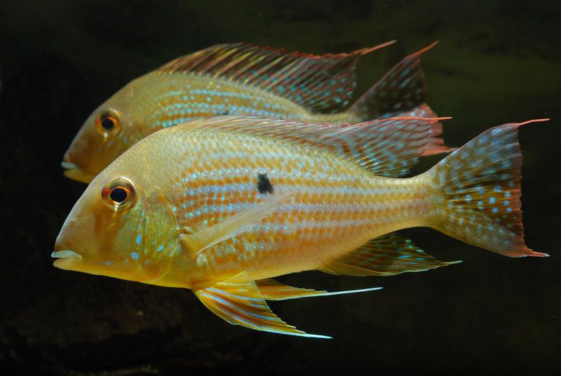 Geophagus neambi