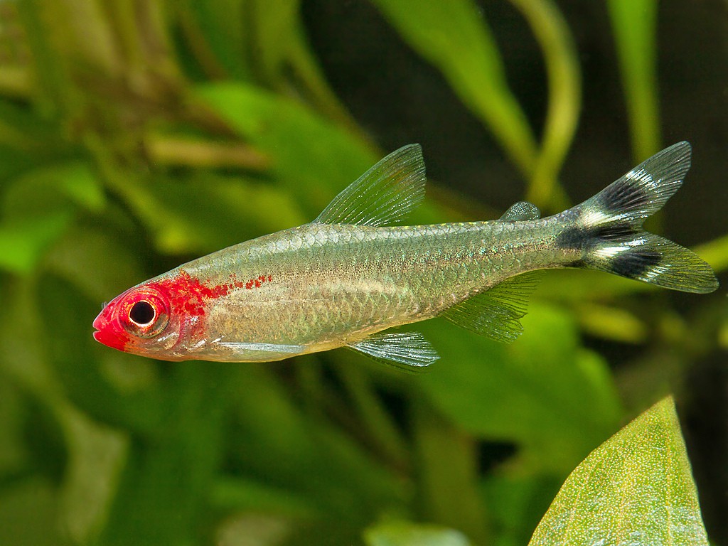 Hemigrammus rhodostomus - Rummynose Tetra