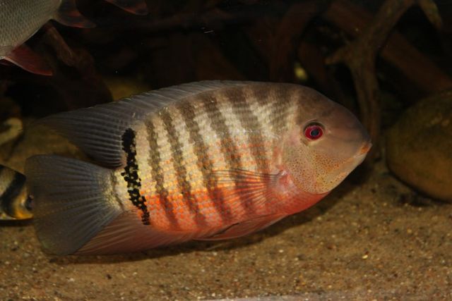 Heros liberifer - Mouthbrooder Severum