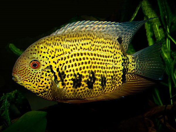 Heros notatus - Guyana Red-Spotted Severum