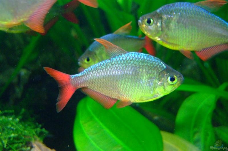 Hyphessobrycon columbianus - Red / Blue Colombian Tetra