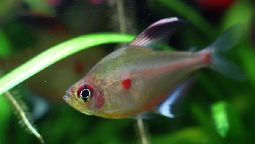 Hyphessobrycon erythrostigma - Bleeding Heart Tetra