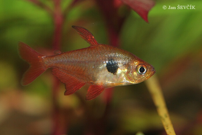 Hyphessobrycon sweglesi - Red Phantom Tetra