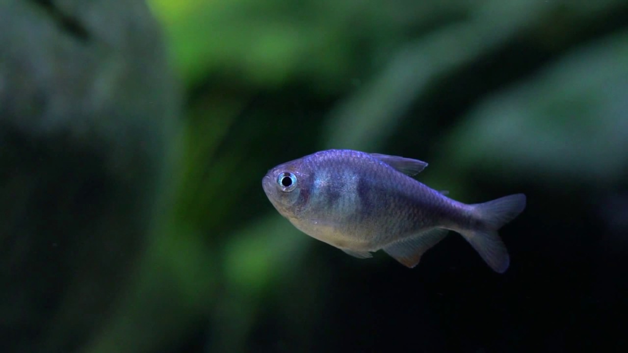 Hyphessobrycon weitzmanorum