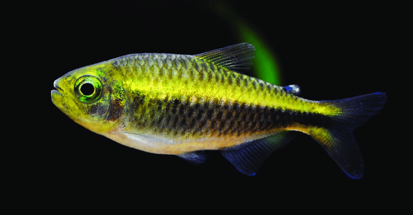 Moenkhausia chlorophtalma