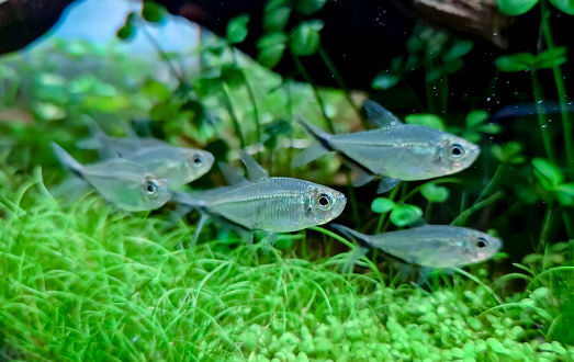 Moenkhausia costae - Black Line Tetra