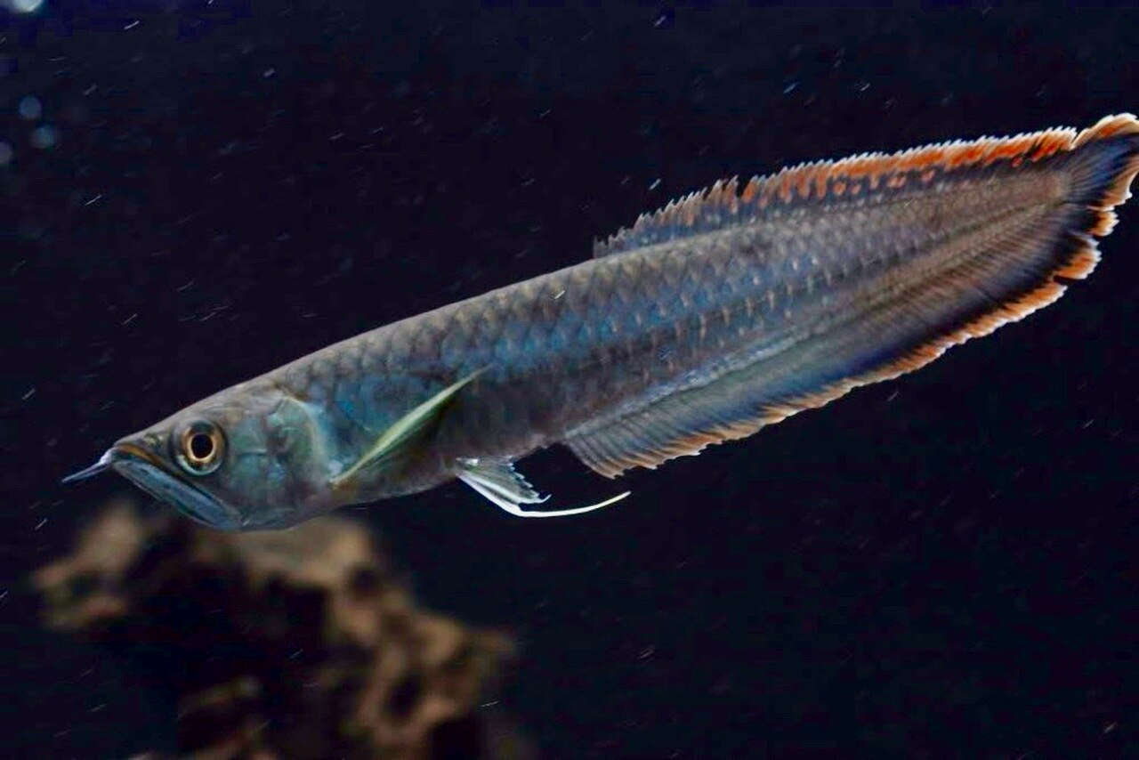 Osteoglossum ferreirai - Black Arowana