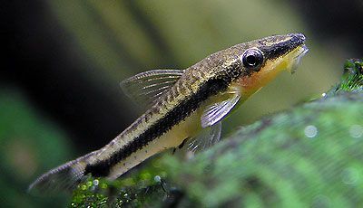Otocinclus affinis - Dwarf Oto