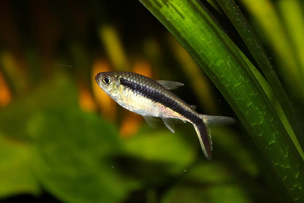 Thayeria boehlkei - Penguin Tetra