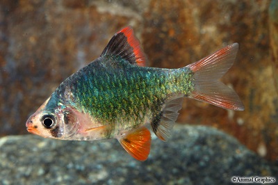 Puntigrus tetrazona var. - Green Tiger Barb