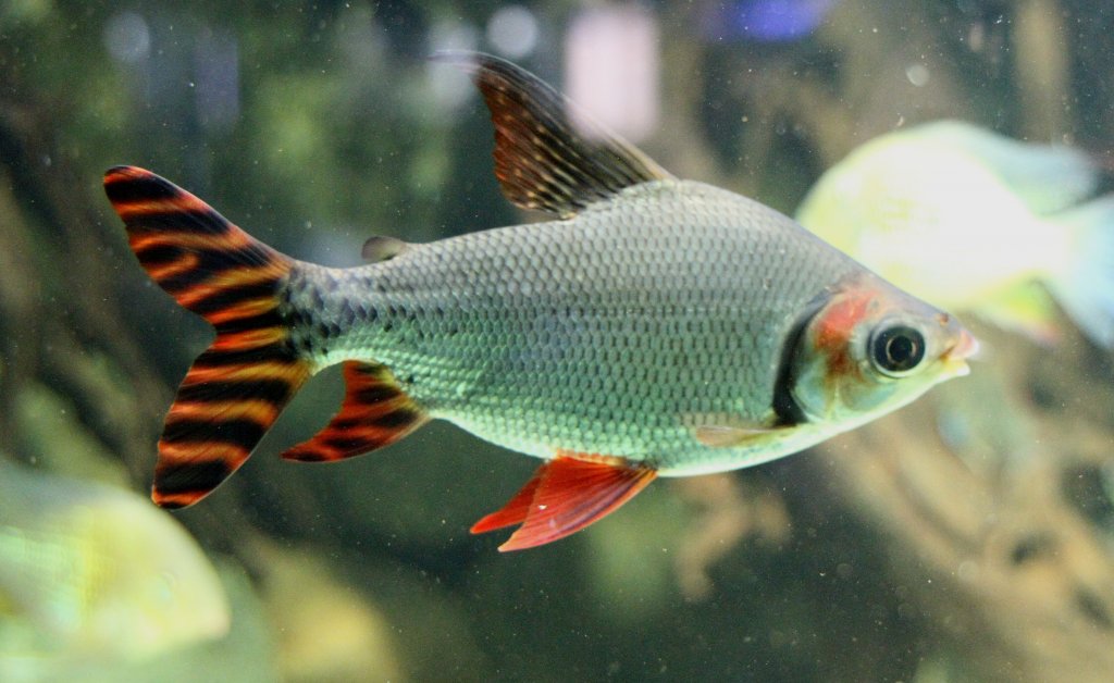 Semaprochilodus insignis - Flagtail Prochilodus