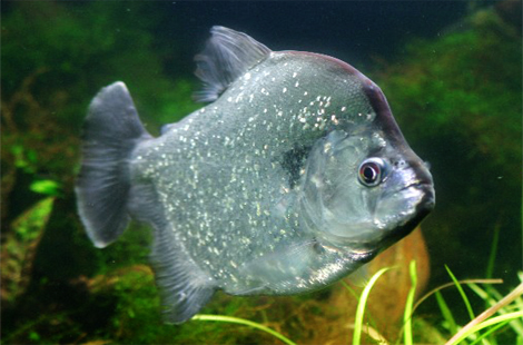 Serrasalmus geryi - Violet-Line Piranha