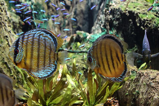 Symphysodon aequifasciatus - Royal Green Tefe Spotted