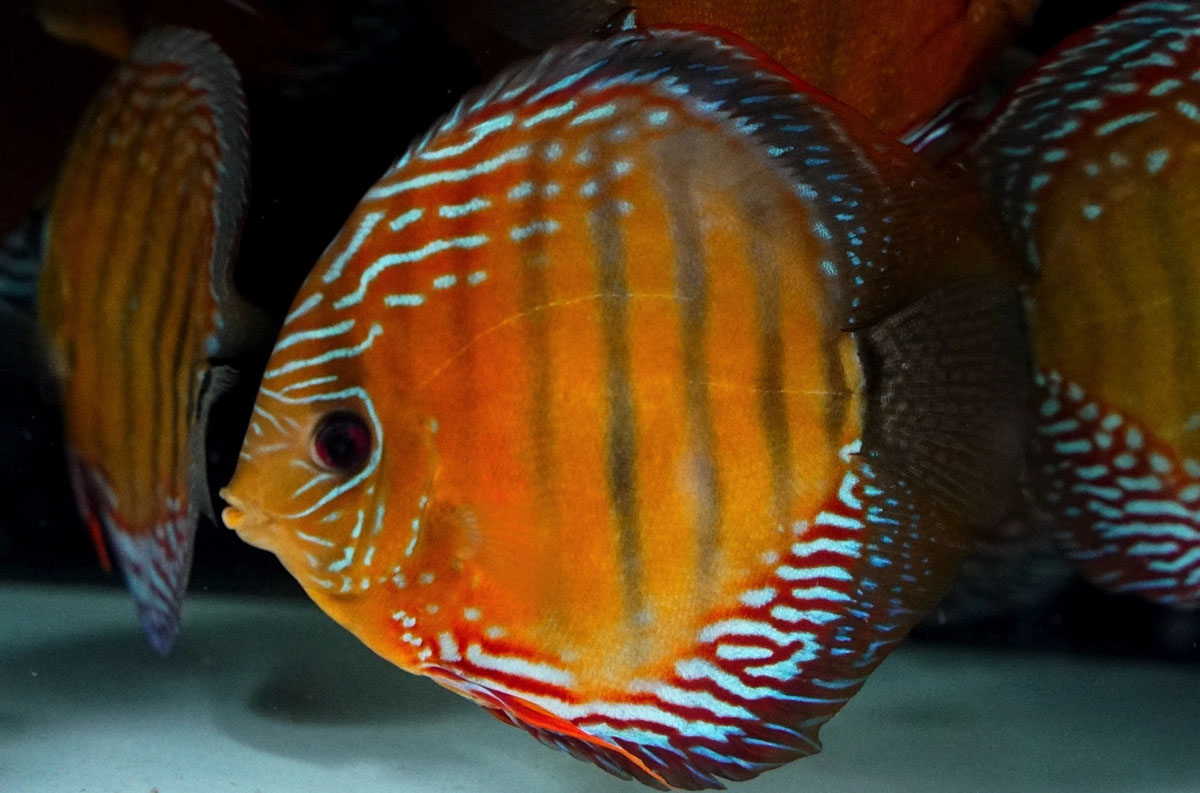 Symphysodon aequifasciatus - Semi-Royal Red Trombetas