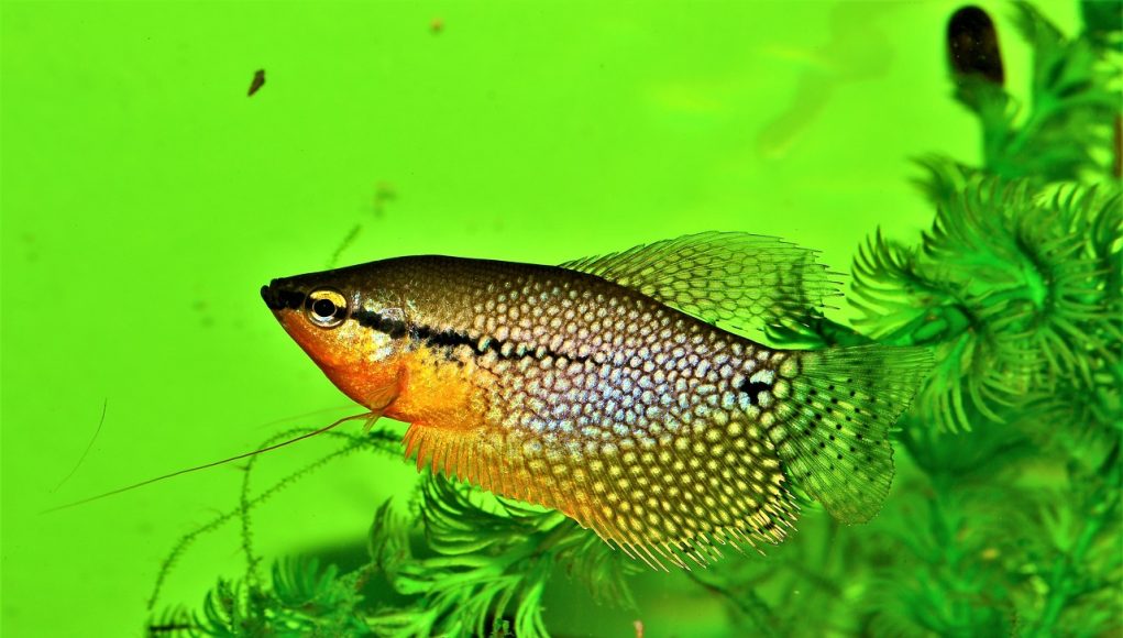 Trichopodus leerii - Pearl Gourami