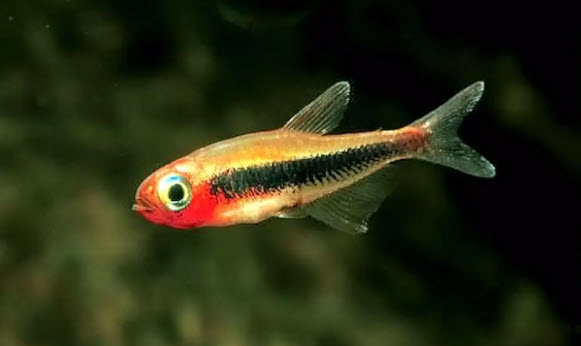 Tucanoichthys tucano - Toucan Tetra