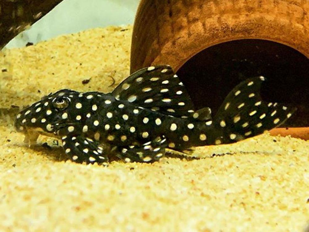 Hypancistrus sp. L-471 - White Spotted Dwarf