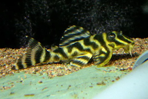Hypancistrus furunculus L-199 - Venezuelian Zebra