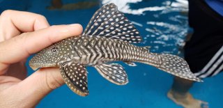 Hypostomus sertanejo - Sertanejo Saifin Pleco