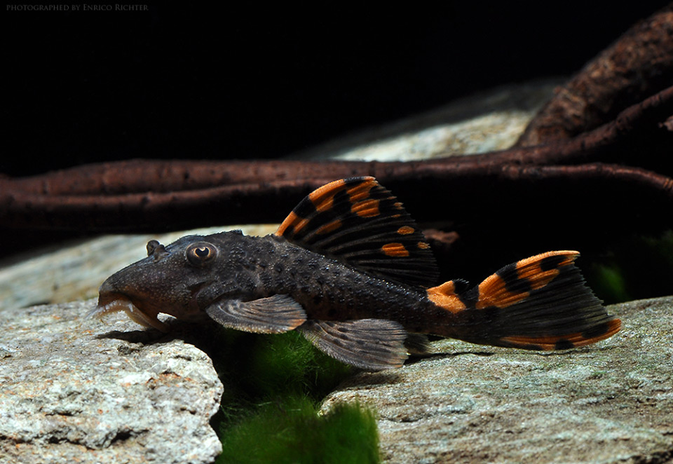 Leporacanthicus triactis L-091 - Three Beacon