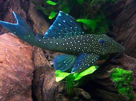 Hemiancistrus sp. L-128 - Blue Phantom