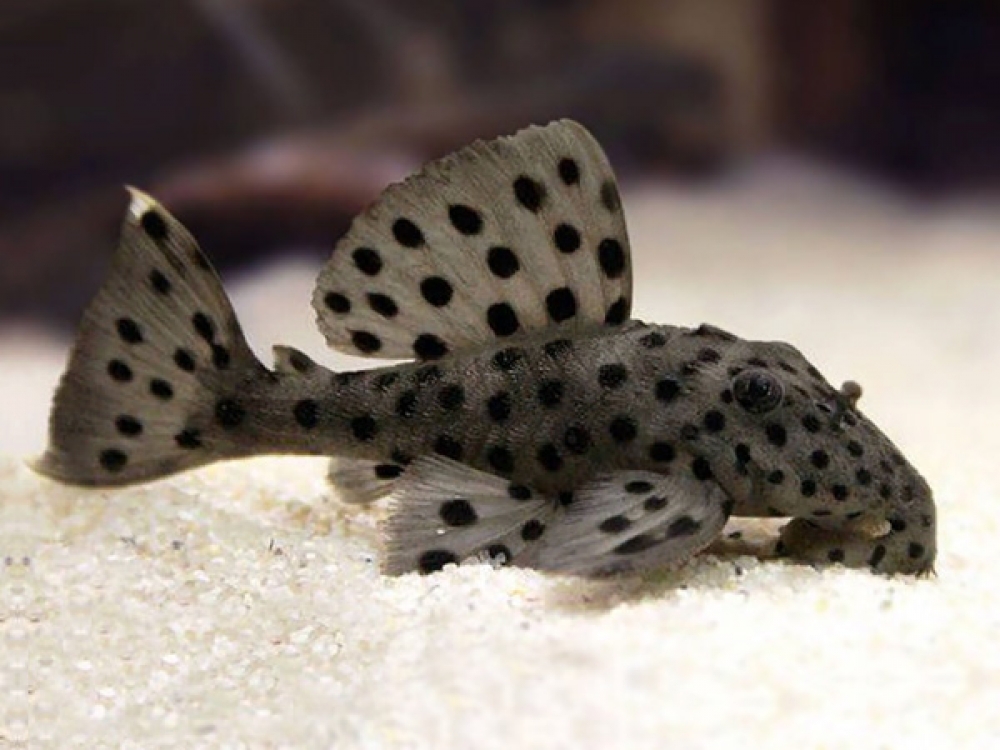 Leporacanthicus joselimai L-264 - Sultan