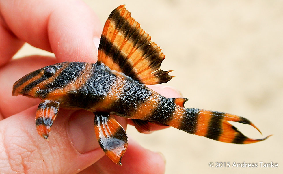 Panaqolus claustellifer L-306 - Bloodred Tiger
