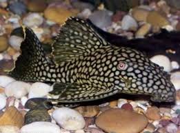 Panaque nigrolineatus laurafabianae L-330 - Full-Spotted Watermelon