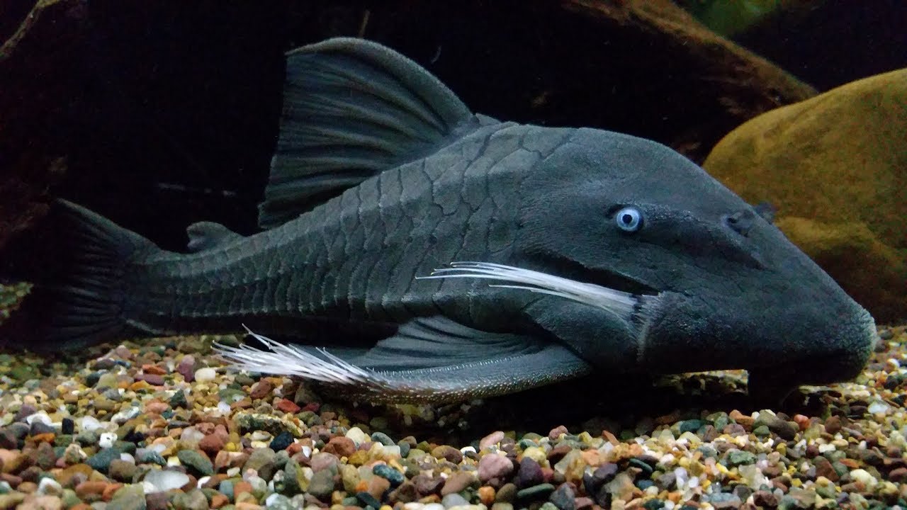 Panaque suttonorum (suttoni) - Blue Eyes Cochliodon (BEC)
