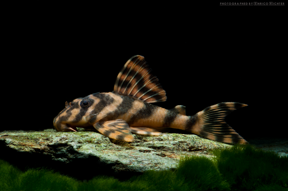 Peckoltia wernekei L-243