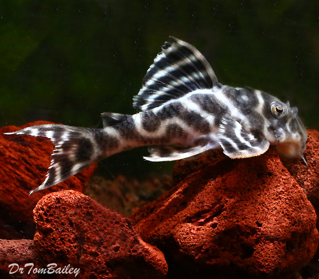Hypancistrus seideli L-333 White - King Tiger
