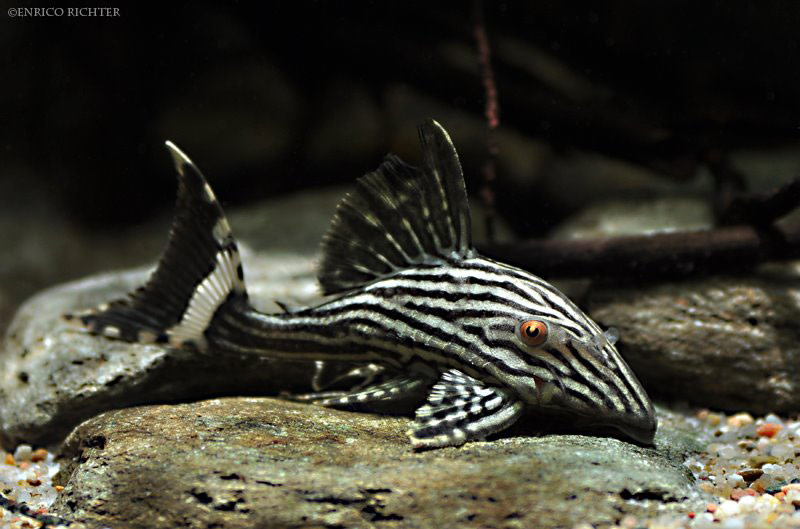 Panaque nigrolineatus L-190 - Royal Panaque