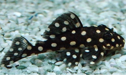 Baryancistrus sp. L-142 (LDA33) - Big Spots Snowball