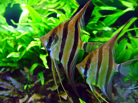 Pterophyllum altum
