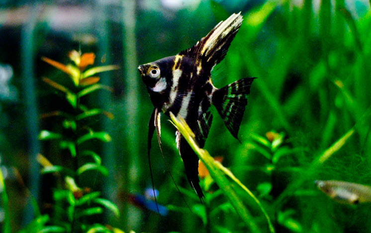 Pterophyllum scalare - Black Marble