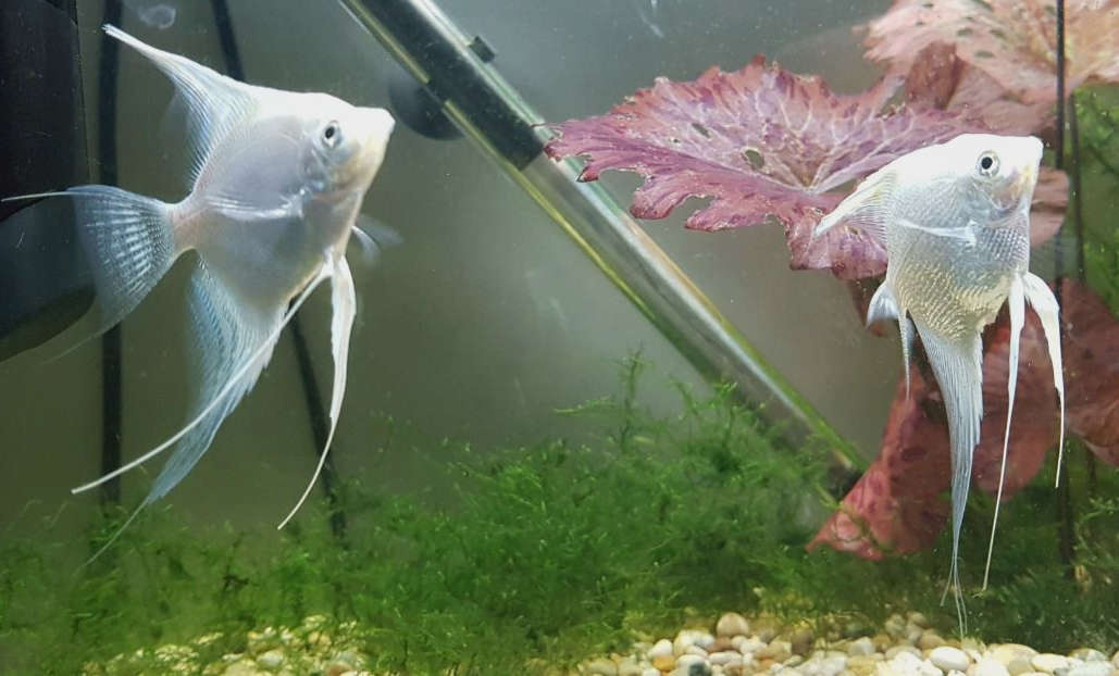 Pterophyllum scalare - Platinum White