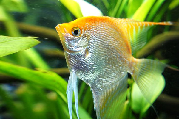 Pterophyllum scalare - GoldFace